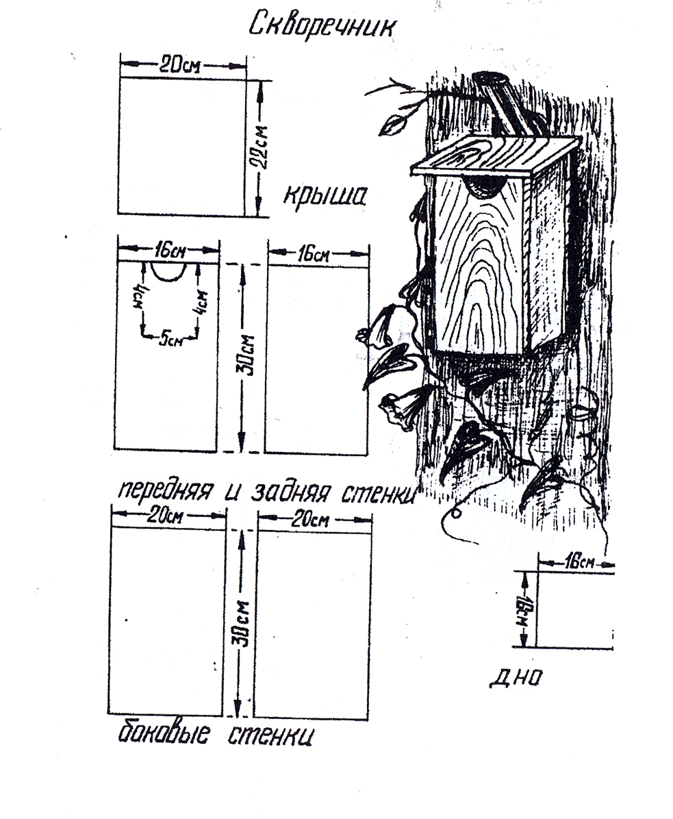 Как правильно сделать скворечник своими руками. Скворечник домик чертеж с размерами для Скворцов. Параметры скворечника для Скворцов. Размеры скворечников для Скворцов чертежи и Размеры. Размеры домика для Скворцов.